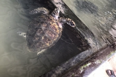 viber-image-2019-03-01-20.47.36