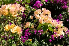 viber-image-2019-03-01-21.42.26